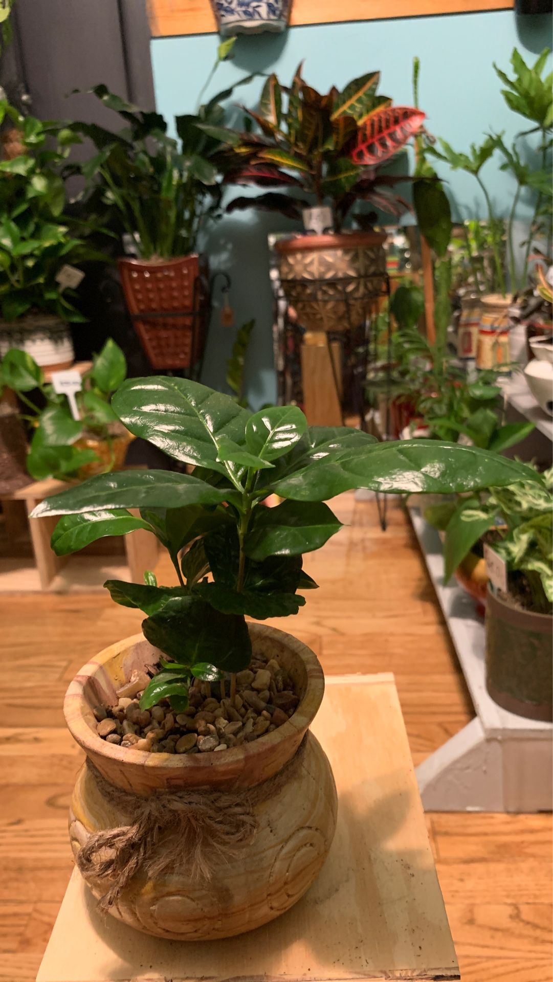beautiful coffee plant (coffea arabica) Plant in cool ceramic pot