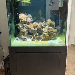 Saltwater Fish Tank