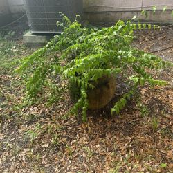 Common Mayalan Jasmine 