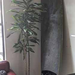 Beautiful 7 Feet Bamboo Plant 