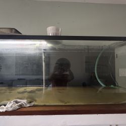 Fish Tank