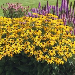‘Goldsturm’ Rudbeckia 