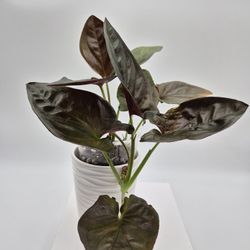 Syngonium Red Arrow 