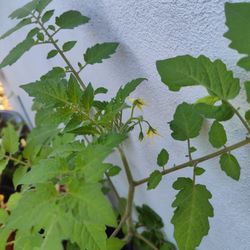 💯 Percent Organic Tomato Plants With Flowers 