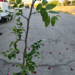Arbol De JuJube 