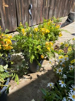 Yellow begonia