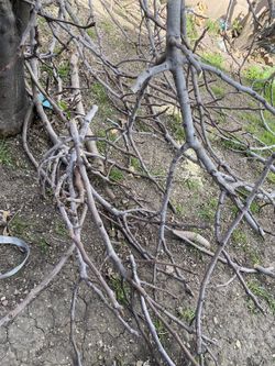Fig Tree branches