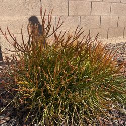 Free Fire stick Plants 