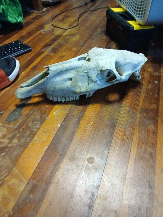 Horse Skull