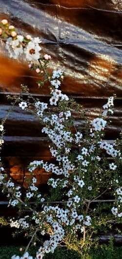  #28  Blooming Tea tree Plant I have 5gal $25