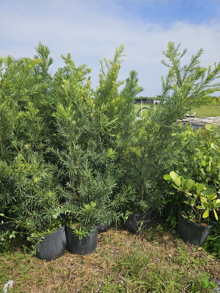 podocarpus over 5 to 6 feet tall Instant Privacy Hedge For Fence