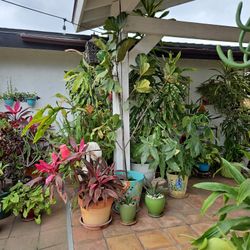 Over 8 Feet Fiddle Leaf Fig Tree In 5 Gallon Black Pot