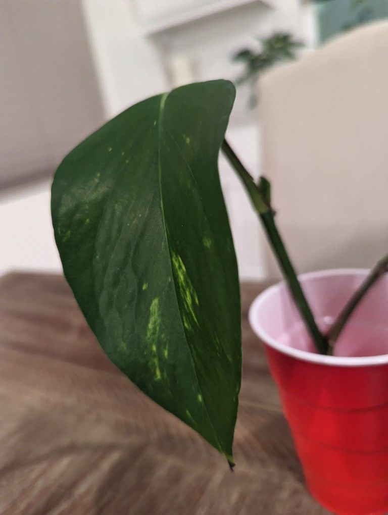 Plant Cuttings - Rooted