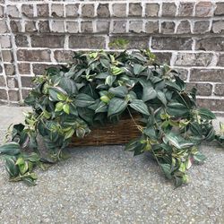 Decorative Plant In Basket 