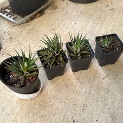 Zebra Haworthia Plants 