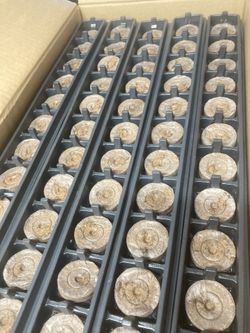 Jiffy peat pellets