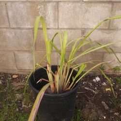 Organic lemon grass