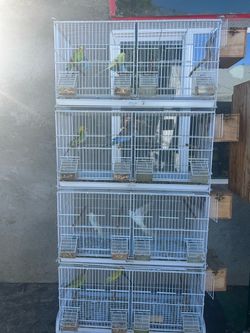 Parakeets