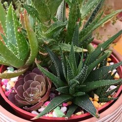 Succulent Arrangement  Plants.