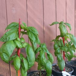 Basil Plant 1 For $5 0r 3 For $10