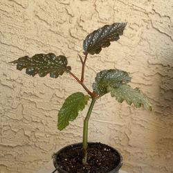 Plant Begonia Angel Wing