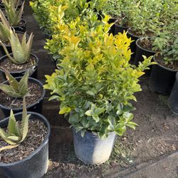 Golden Euonymus 5 Gal 100 Available