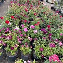 Rose Bush