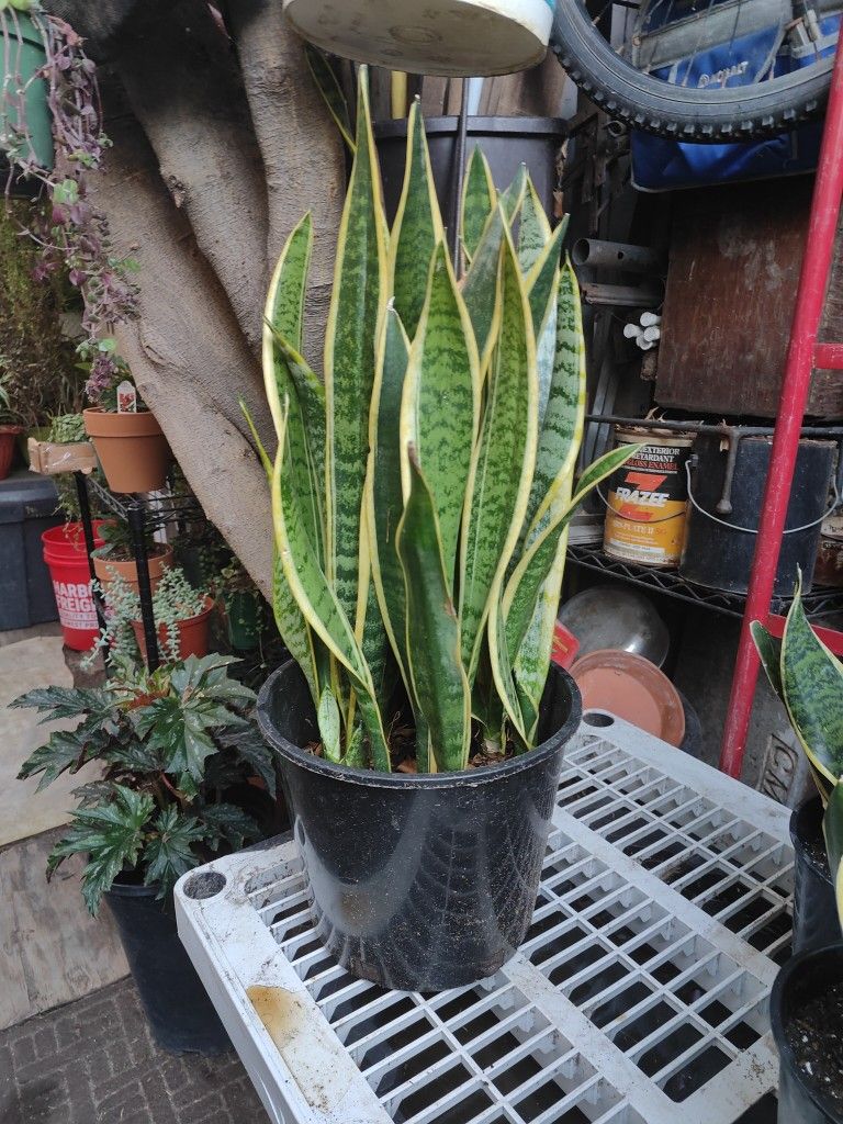 Snake Plant