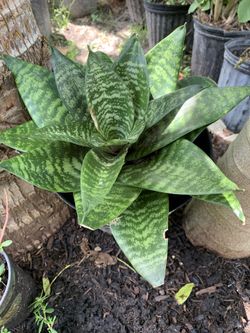 Suculentas Y Medicinales 