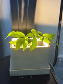 Blume light planter