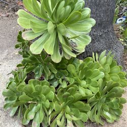 Succulents