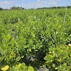 clusias July sale  only  $15  over 3 feet tall 300 available  minimum  qty  required  50 or more 