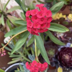 Crown of Thorns Succulent Plant