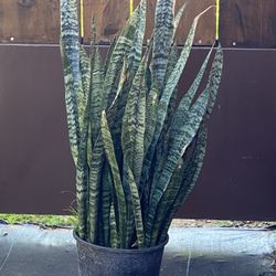 Snake Plant