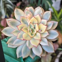 Echeveria Esther 