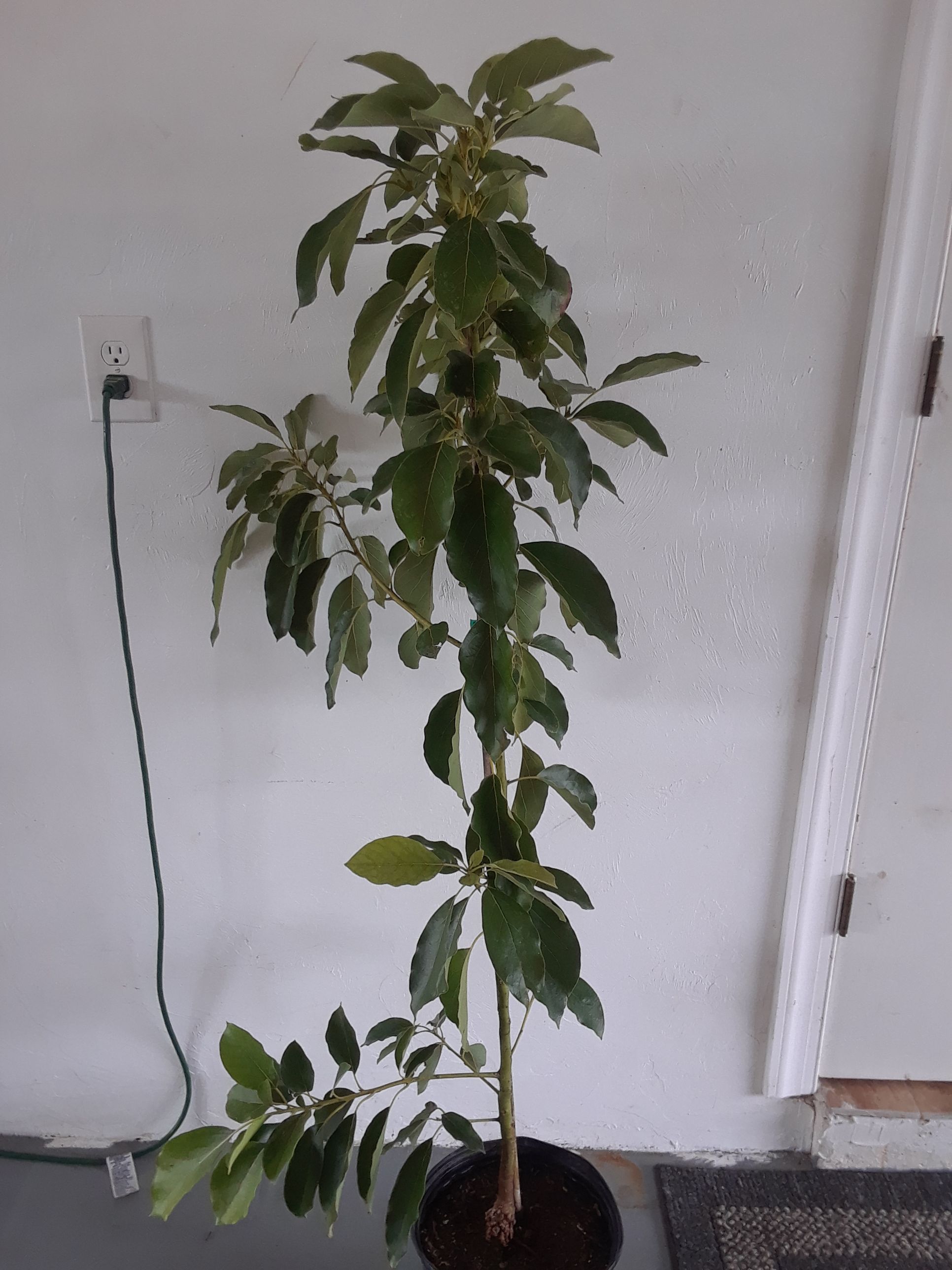 Hall avocado tree