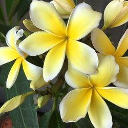 plumeria plants different colors of flowers