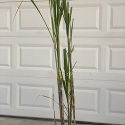 Sweet Organic Sugar Cane Plants in 5 Gallon pot Multiple plants in pot Sugarcane Plant   Cash only  Pick up in North San Jose, by appointment only  Lo