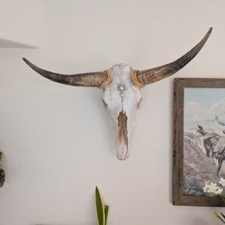 Steer Skull Cow Head