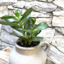 Jade House Plant In Cute Ceramic Pot 3.5"H.