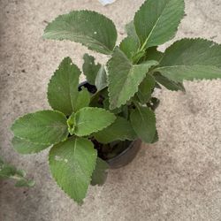 Planta De Orégano Orejon