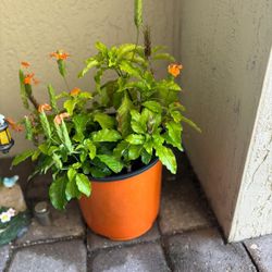 Plant With Base For Sale