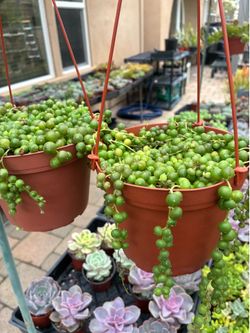 6 inch Hanging Succulents