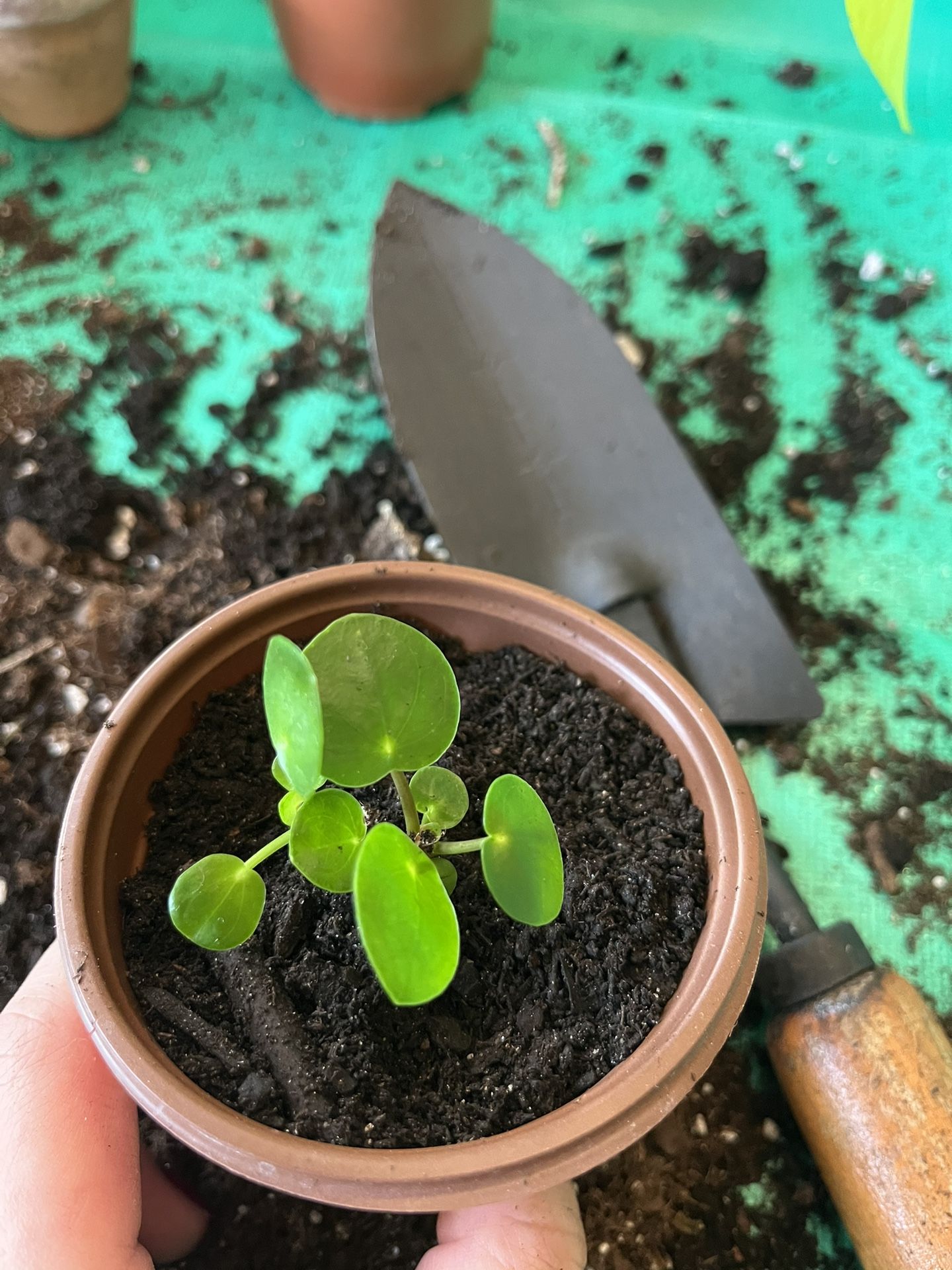 Small Succulent and Chinese Money Plant