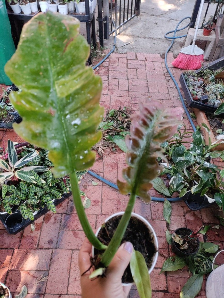 Philodendron Variety