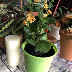 Orange Kalahona