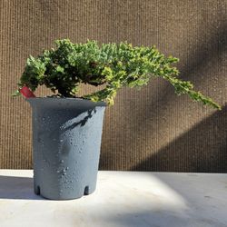 Old Juniper Nana Bonsai Tree