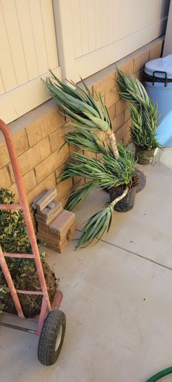 Free plants