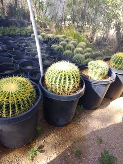 Golden Barrels
