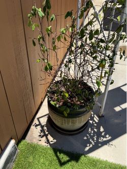 Large gardening pots/gardening decor
